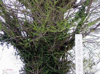 �V�΂̋G�߂��߂Â��Ă����@�p���̃C�`���E