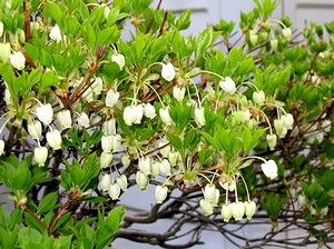 ��̃h�E�_���c�c�W