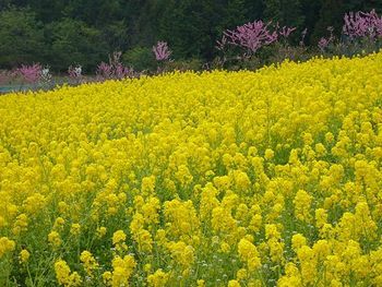 ���R�E���Y�p�[�N�E�F�C�̍؂̉ԁi�l����񋟁j