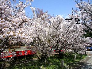 ���s�E�m�a���̌䎺���i�l����񋟁j