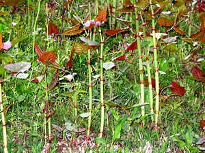 �Ζʂɐ�����C�^�h��