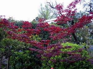 ��̖؂ɂ���t���o�Ă��܂����i�����Ɍ�����̏@�p���̃C�`���E�j