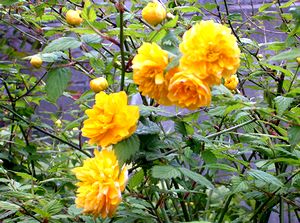 ��ɍ炭���}�u�L�̉�