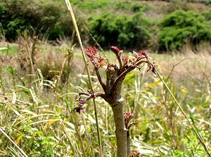 太岡寺畷で見つけたタラの芽