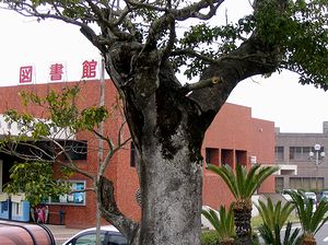 �}���قɂ���Ö�