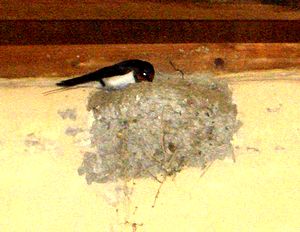 ���̒��ɂ͎q�ǂ�������炵��