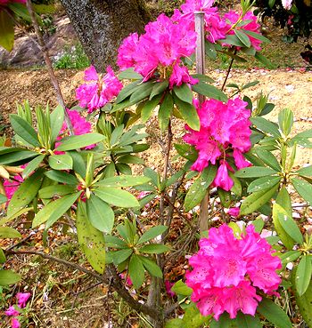 �ւ̊ω��R�@�V���N�i�Q�̉�