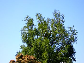 �@�p���̃C�`���E