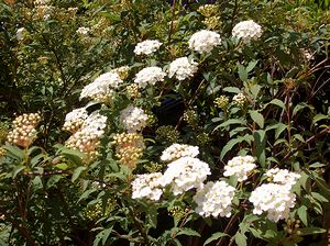 ��̂��ł܂�̉�