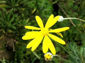 �܂��Ō�������