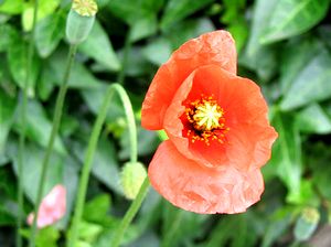 �܂��Ō�������