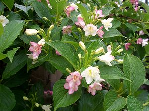 �܂��Ō�������