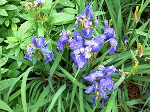 ��ɍ炭�ԁi�J�オ��̓��Ɂj