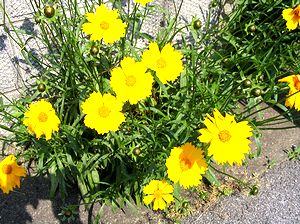 �܂��Ō�������