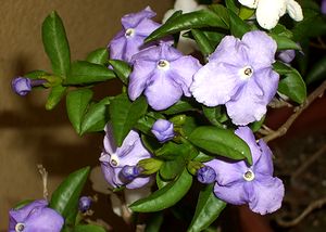 ���ւɂ���W���X�~���̉�