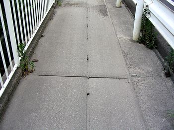 �����̐^�񒆂ɍ����_������̂��������̌�