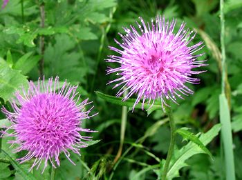 �����Ō������A�U�~�̉�