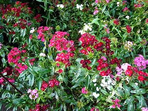 �l���񂩂炢���������Ԃ̎ʐ^