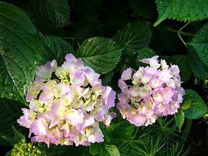 �l���񂩂炢���������ʐ^