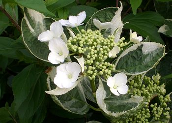 ��ɍ炭�K�N�A�W�T�C