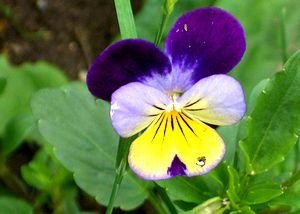 �܂��Ō�������