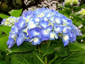 ���������̉�