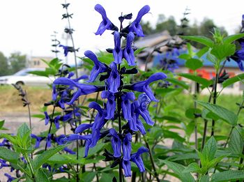 �܂��Ō�������