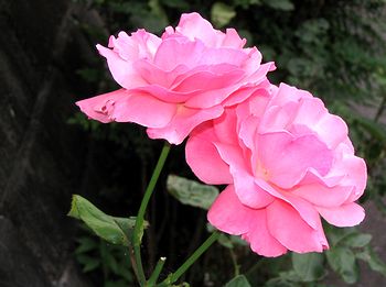 �܂��Ō������o���̉�