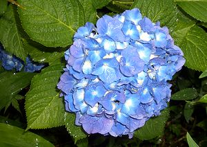 �J�̒��ō炭���������̉�