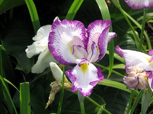 �܂��Ō�������