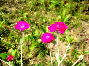 �܂��Ō�������