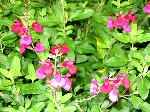 �܂��Ō�������