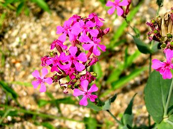 �܂��Ō�������