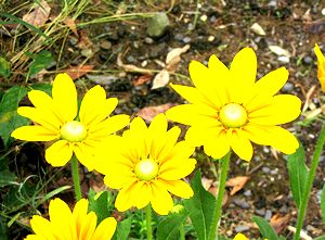 �܂��Ō�������