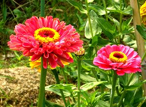 �܂��Ō�������