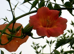 �܂��Ō�������