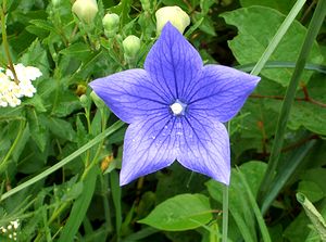 �܂��Ō�������