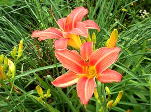 �܂��Ō��������̉�