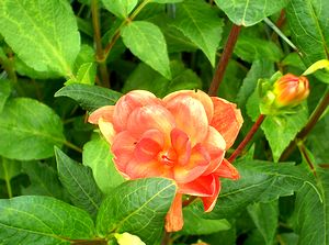 �܂��Ō�������