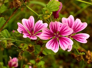 �܂��Ō�������