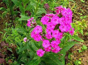 �܂��Ō�������