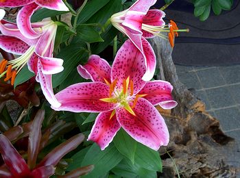 �܂��Ō��������̉�