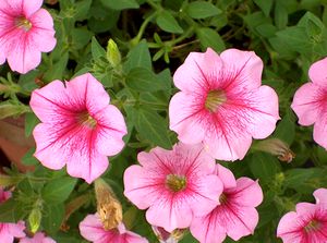 �܂��Ō�������