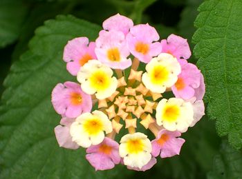 �Ԃ̖��O�͂킩��܂��񂪂��ꂢ�ȉԂł�