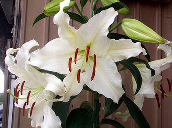 �܂��ł悭����������̉Ԃ̂P�ł�