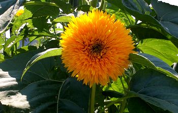 �܂��Ō������ԁ@�Ђ܂��H