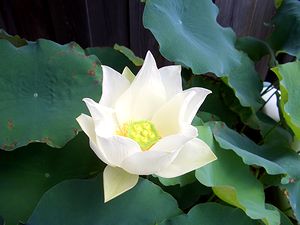 ���֒��Ō������n�X�̉�