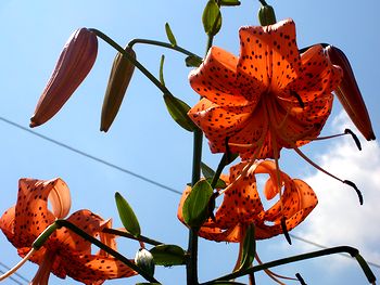 �܂��Ō����������̉�