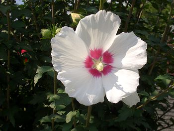 �܂��Ō�������