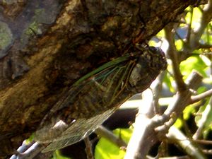 �V���[�V���[�Ɩ��N�}�[�~